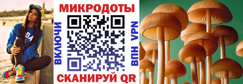 Псилоцибиновые грибы Psilocybe  Светогорск 